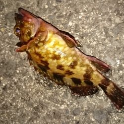 メバリングなんですけど