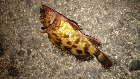 メバリングなんですけど