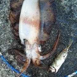 春イカゲット！