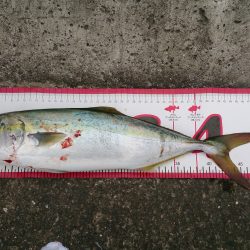 釣り初めショアジギ