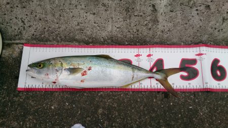 釣り初めショアジギ