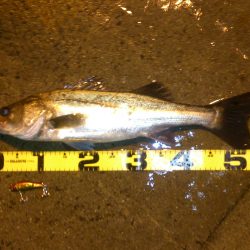 本日も出撃です