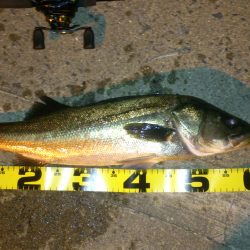 本日も出撃です