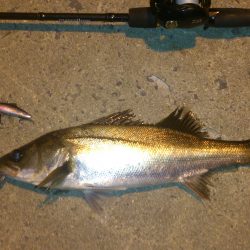 本日はバラシ日和