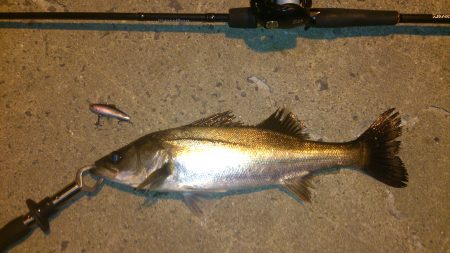 本日はバラシ日和