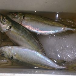 アジ 、リベンジ完了