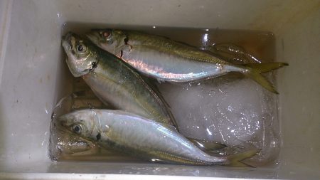 アジ 、リベンジ完了