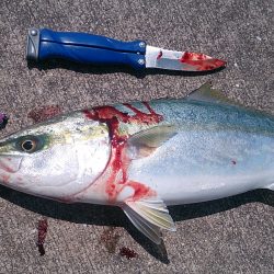 粘って捕った一匹