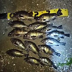 メバルシーズン!!