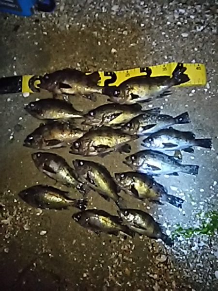 メバルシーズン！！