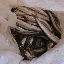 アオリイカ狙いからサビキにチェンジで