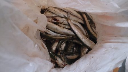 アオリイカ狙いからサビキにチェンジで