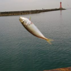 アオリイカ狙いから豆アジ狙いにチェンジ