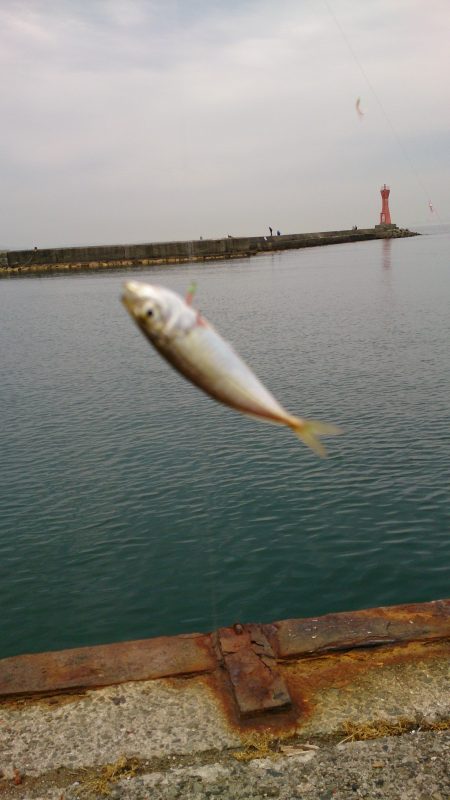 アオリイカ狙いから豆アジ狙いにチェンジ