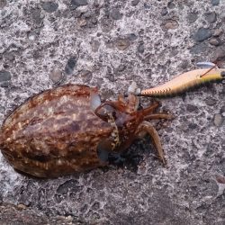 アオリイカ狙いでコウイカ釣れましたよ。