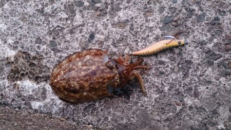 アオリイカ狙いでコウイカ釣れましたよ。