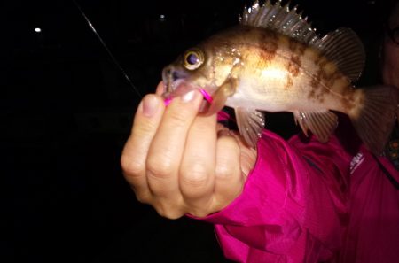 メバルの姿が？