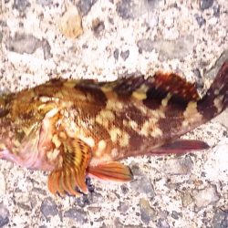 癒しのガッシー