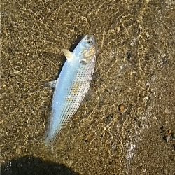 シーバスの筈がコノシロの群