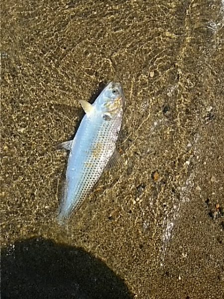 シーバスの筈がコノシロの群