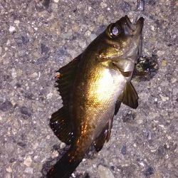 アタリ連発ですが、、、