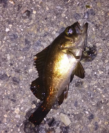 アタリ連発ですが、、、