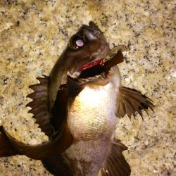 サーフメバリング♪