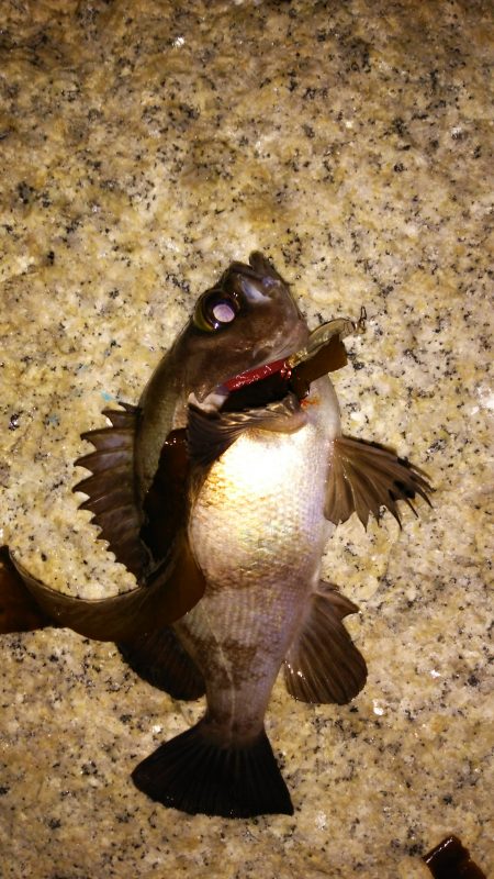 サーフメバリング♪