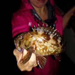 メバルチビばかりの五目釣り