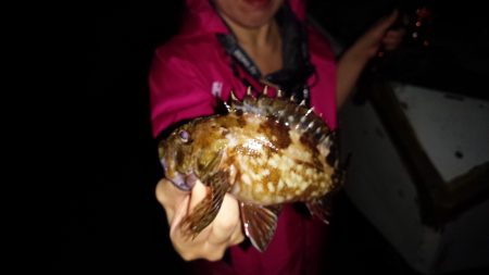 メバルチビばかりの五目釣り