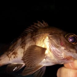 小さいながらも爆釣