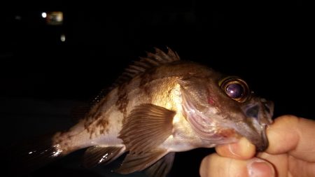 小さいながらも爆釣