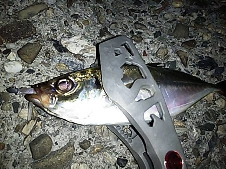 夕まずめの1時間