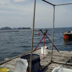 中紀の筏でアオリイカ