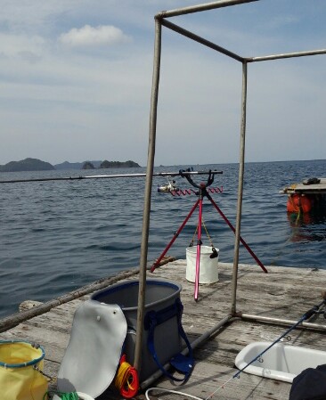 中紀の筏でアオリイカ