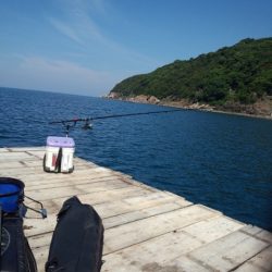 なんとか春イカ1パイ