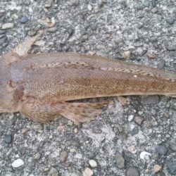 釣り友と～～～