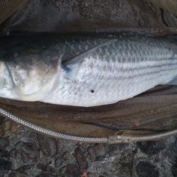 河口にてフカセ釣り