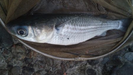河口にてフカセ釣り
