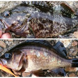 活性上がっています！