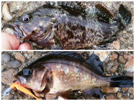 活性上がっています！