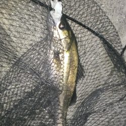 小雨降るなかシーバスに癒されました