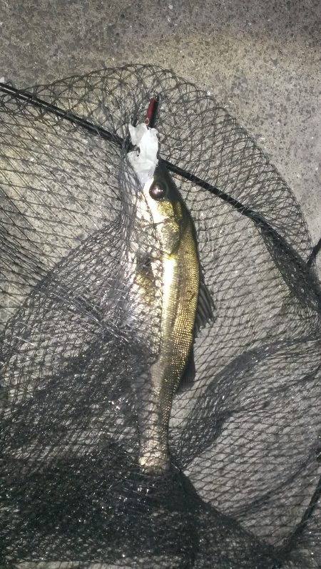 小雨降るなかシーバスに癒されました