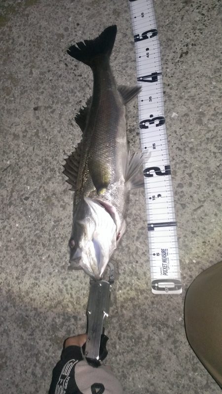 何とか釣れてますがあとが続かず……