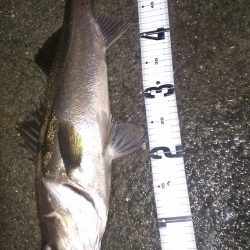 やっと本格バチパターンの到来？