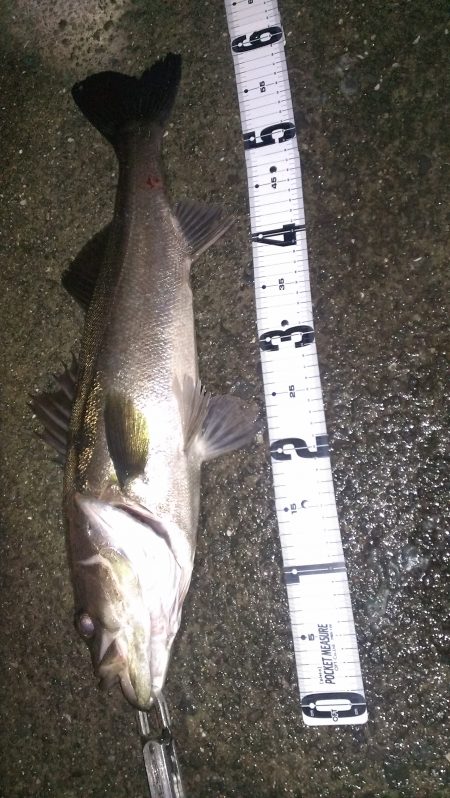 やっと本格バチパターンの到来？