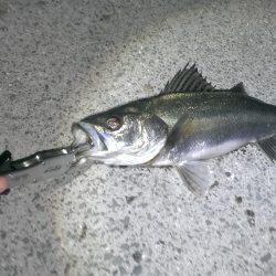 久々の複数釣果に満足♪♪