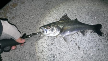 久々の複数釣果に満足♪♪