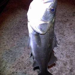 雨が降る中、何とか釣れました！
