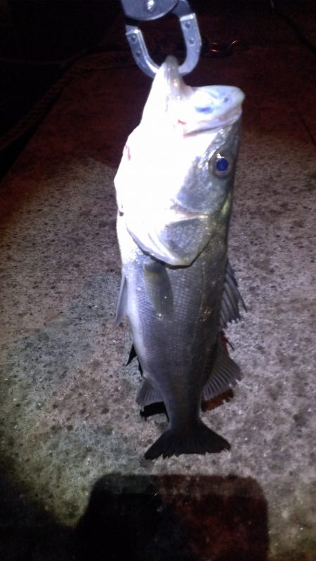 雨が降る中、何とか釣れました！